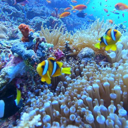 מלון White Coral Rasdhoo מראה חיצוני תמונה