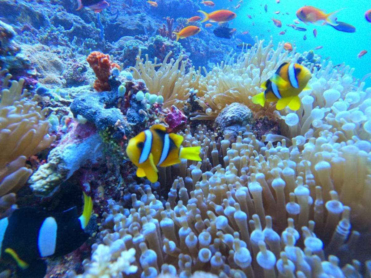 מלון White Coral Rasdhoo מראה חיצוני תמונה